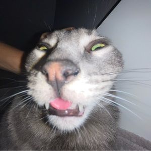 Meet your Posher, Rami3l